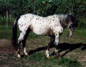 Ulrich Blacksundance